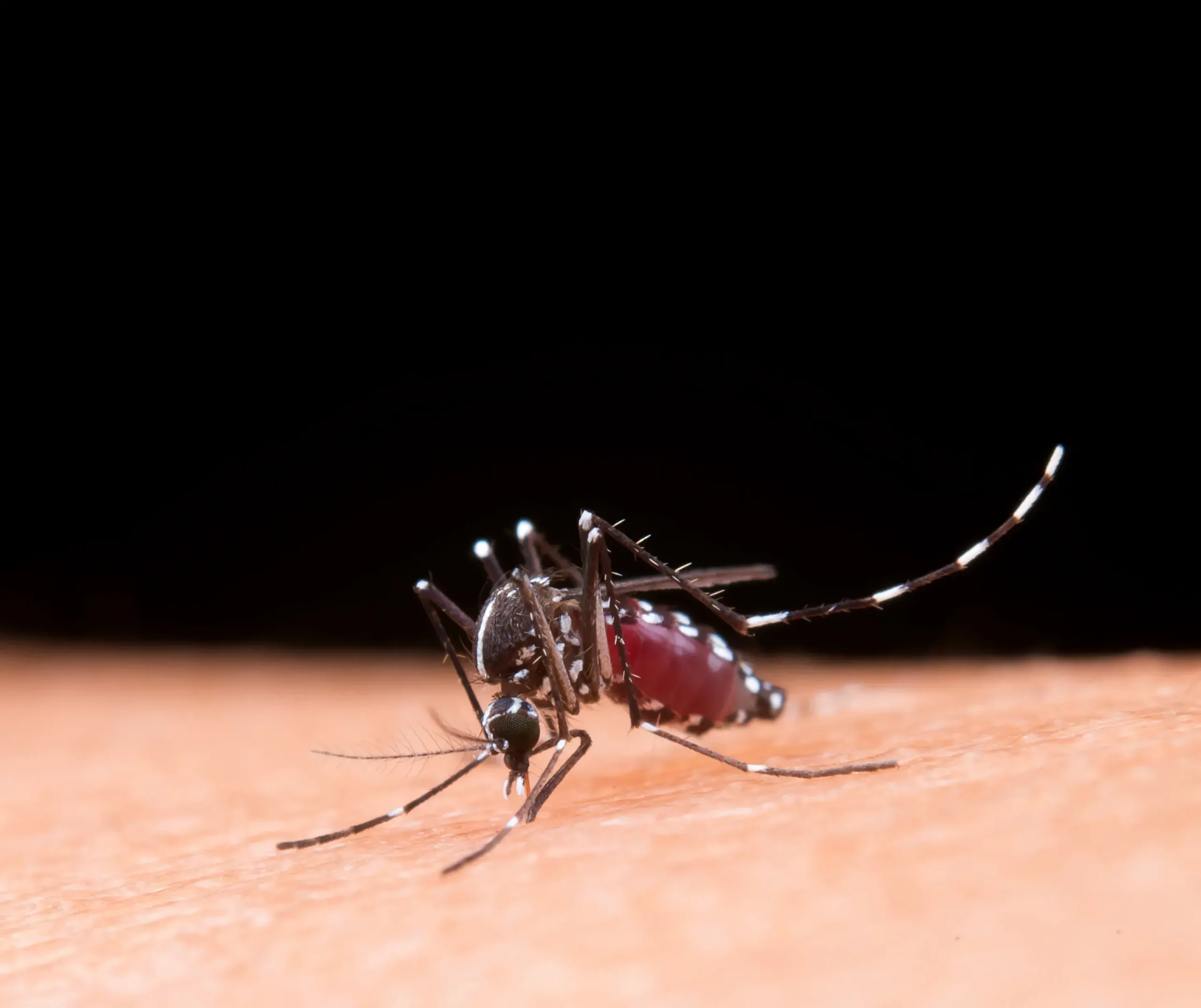 Dengue e cuidados essenciais