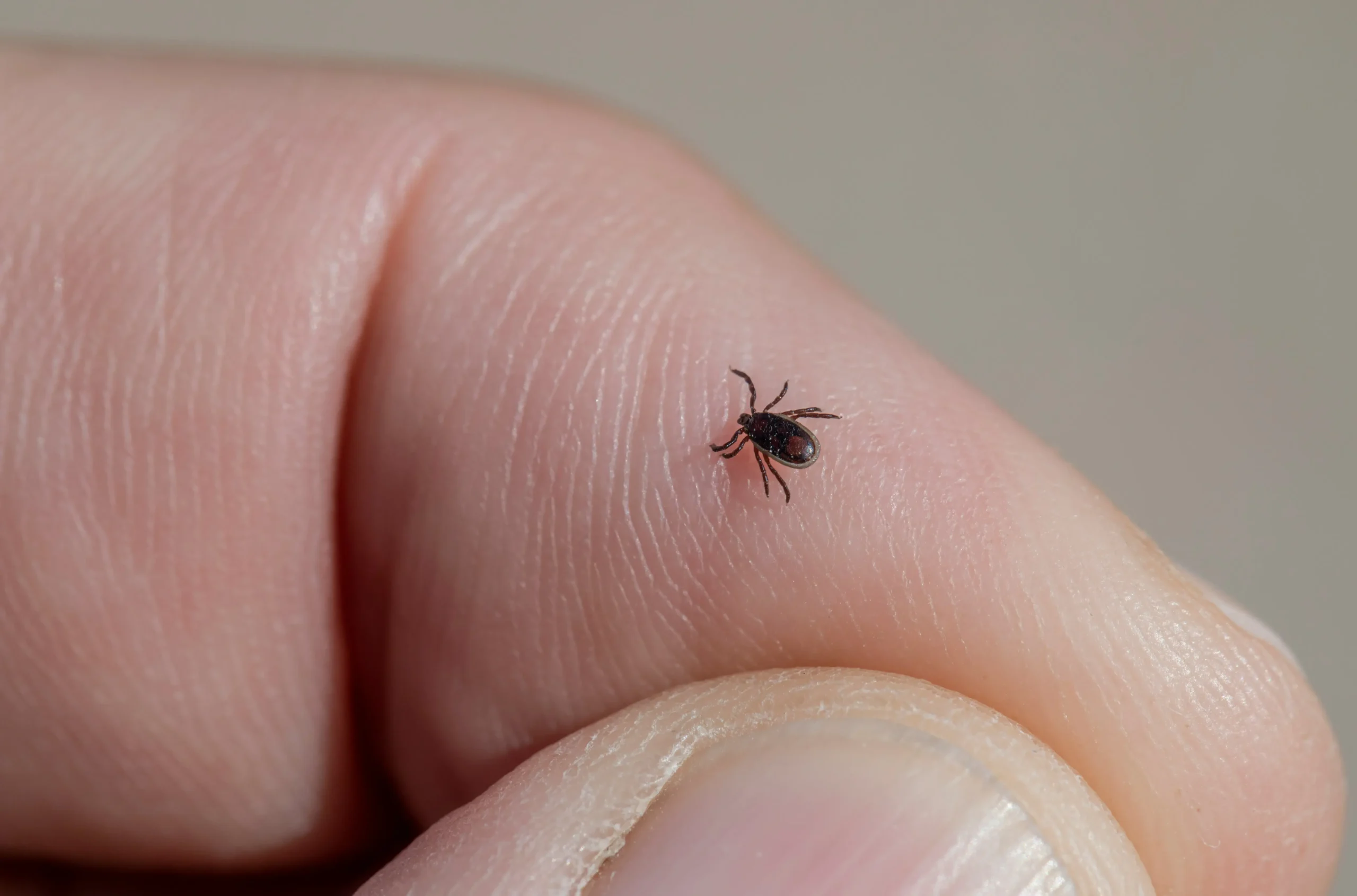 Febre maculosa e os riscos à saúde